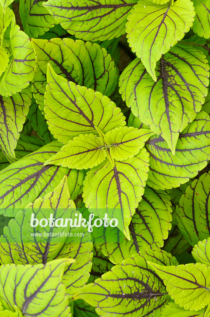 474210 - Coleus (Solenostemon scutellarioides 'Caipirinha' syn. Coleus blumei 'Caipirinha')