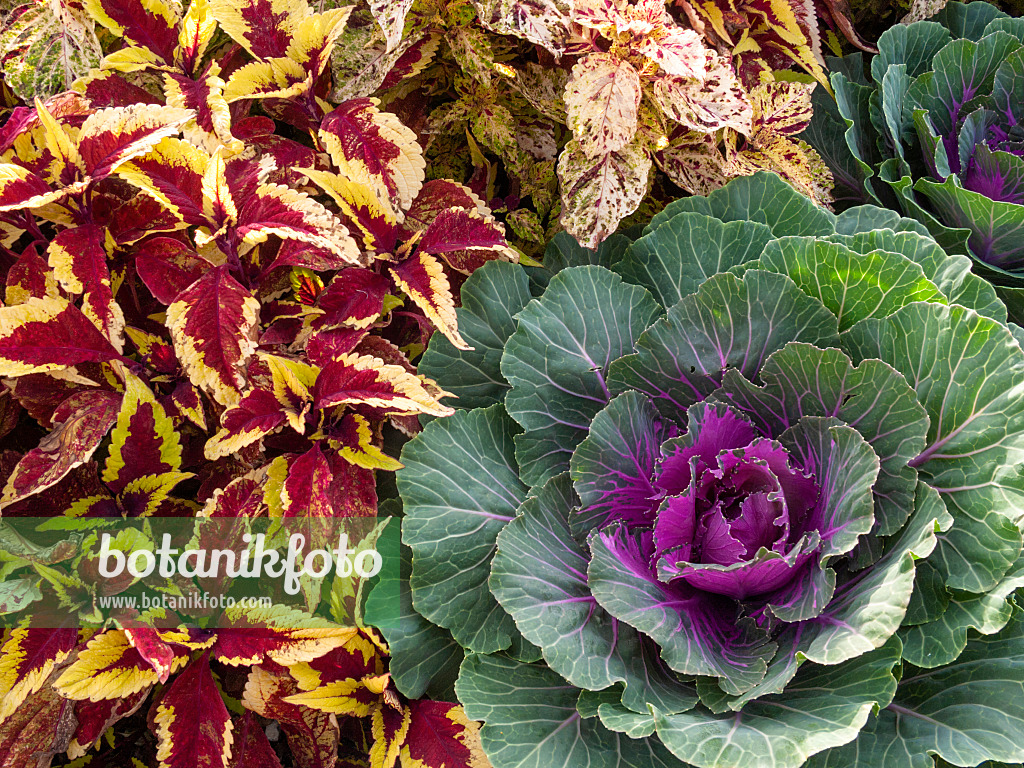 405016 - Coleus (Solenostemon scutellarioides syn. Coleus blumei) and flowering cabbage (Brassica oleracea)