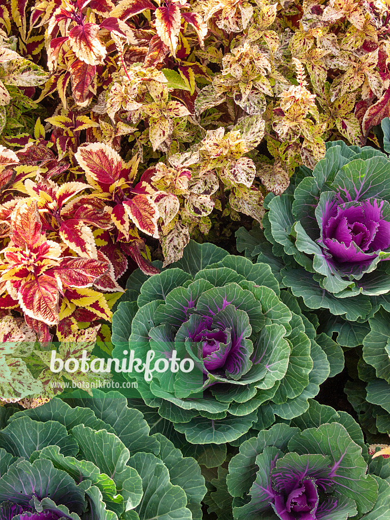 405017 - Coleus (Solenostemon scutellarioides syn. Coleus blumei) and flowering cabbage (Brassica oleracea)