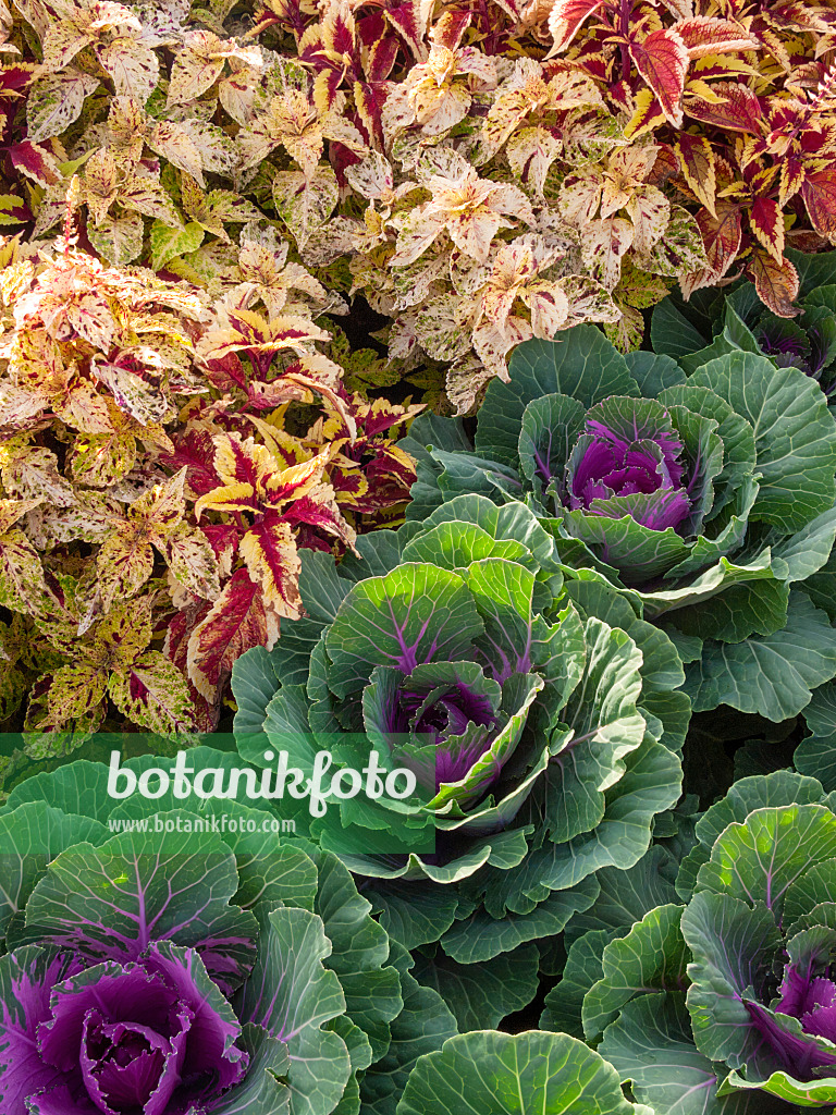 405018 - Coleus (Solenostemon scutellarioides syn. Coleus blumei) and flowering cabbage (Brassica oleracea)