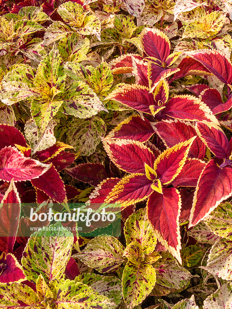 404005 - Coleus (Solenostemon scutellarioides 'Kiwi Fern' syn. Coleus blumei 'Kiwi Fern' and Solenostemon scutellarioides 'Wizard Sunset Orange' syn. Coleus blumei 'Wizard Sunset Orange')