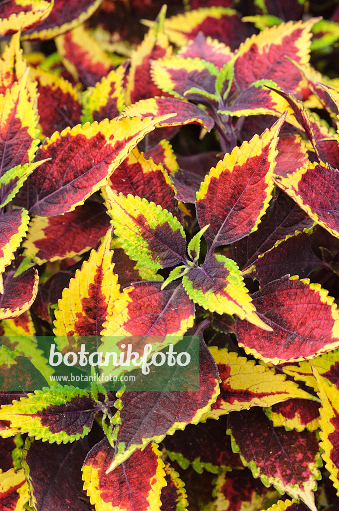 475197 - Coleus (Solenostemon scutellarioides 'Mission Gem' syn. Coleus blumei 'Mission Gem')