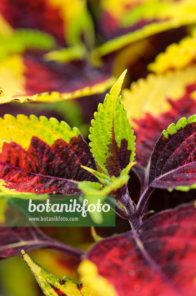 475198 - Coleus (Solenostemon scutellarioides 'Mission Gem' syn. Coleus blumei 'Mission Gem')