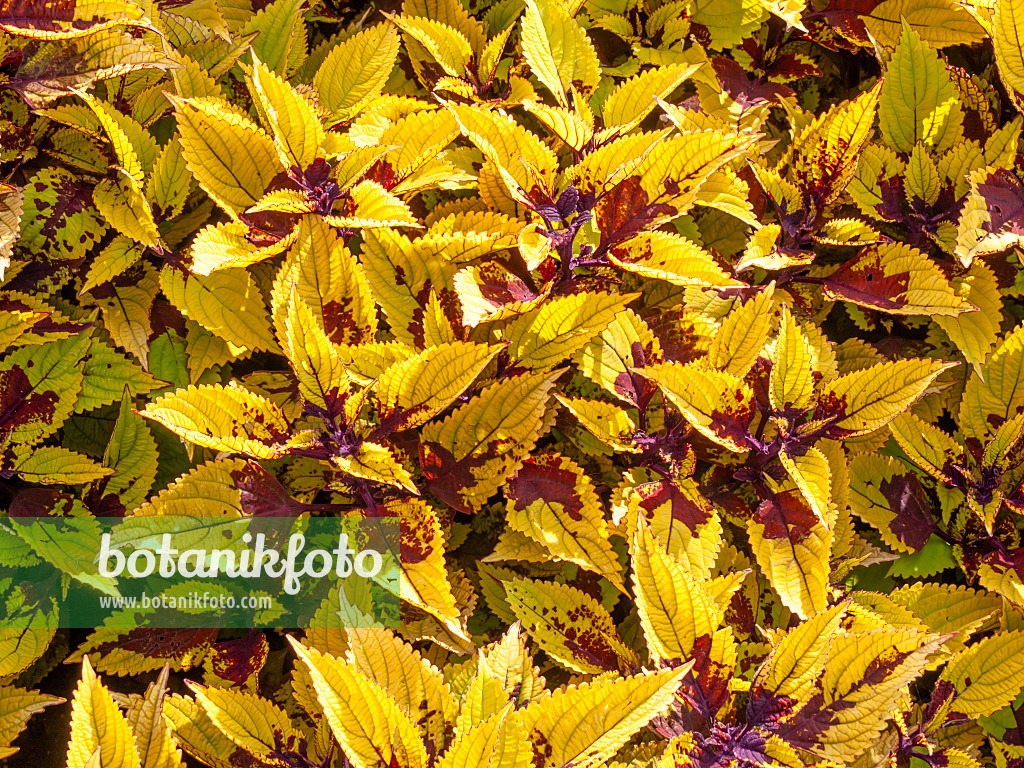 440241 - Coleus (Solenostemon scutellarioides 'Pineapple Beauty' syn. Coleus blumei 'Pineapple Beauty')