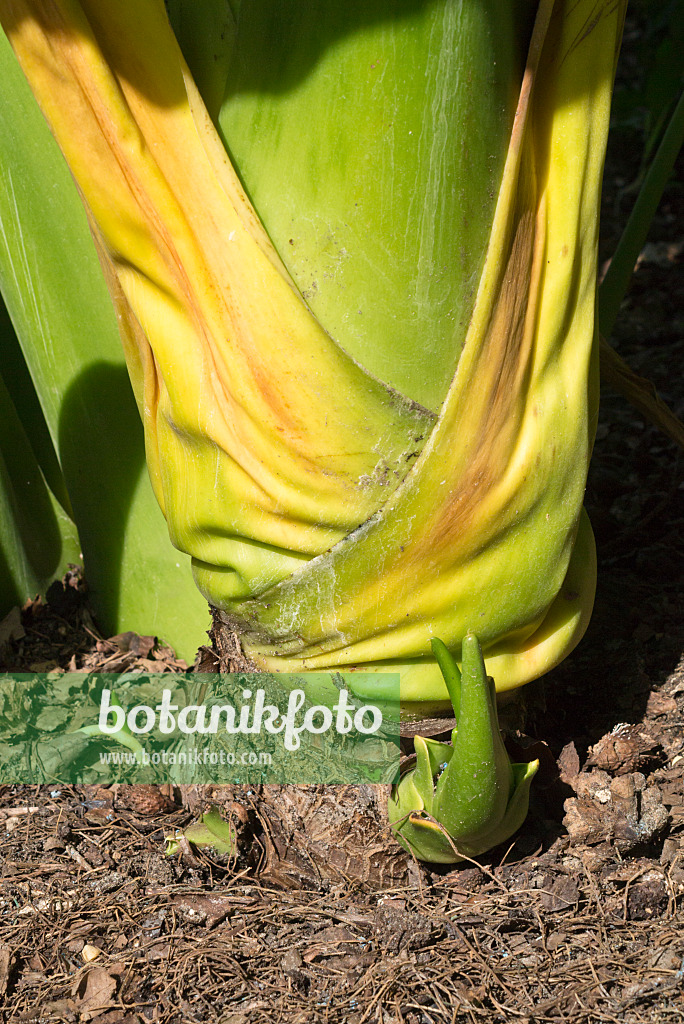 595031 - Colocasia gigantea