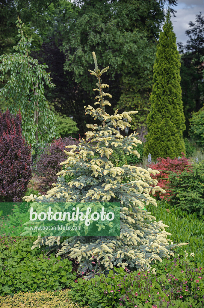 535418 - Colorado blue spruce (Picea pungens 'Białobok')