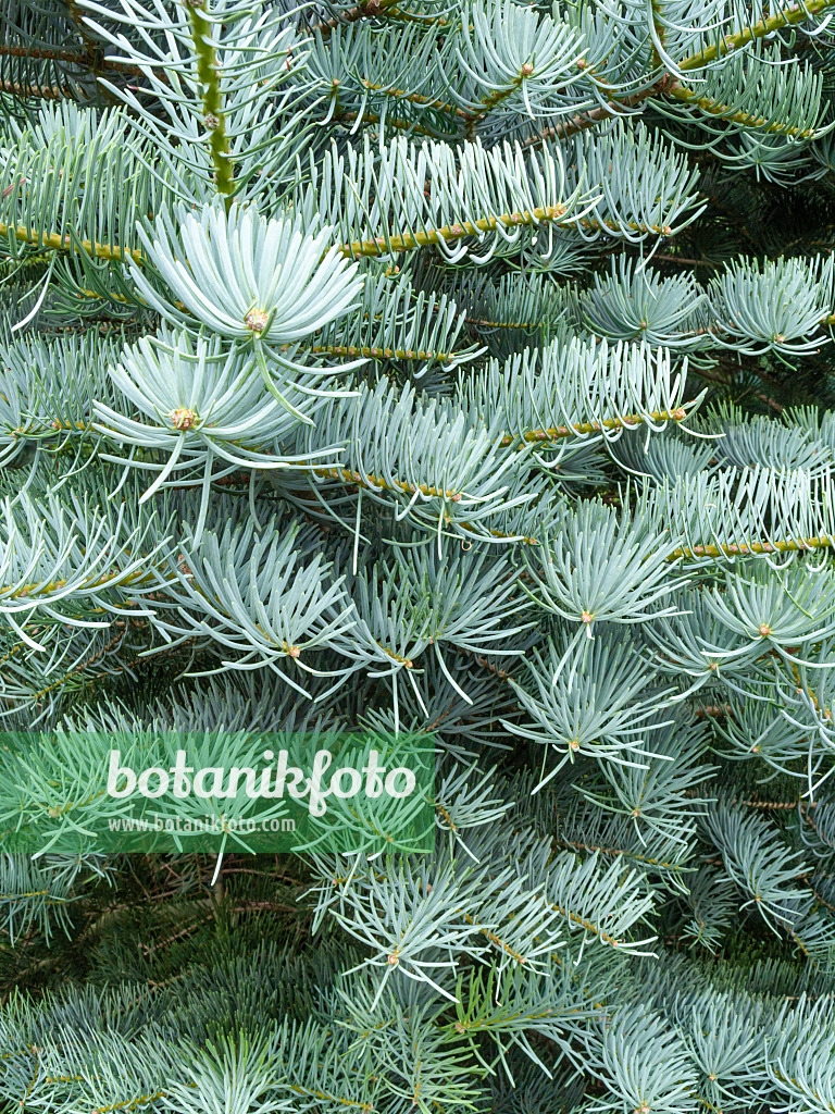 427055 - Colorado fir (Abies concolor 'Argentea')