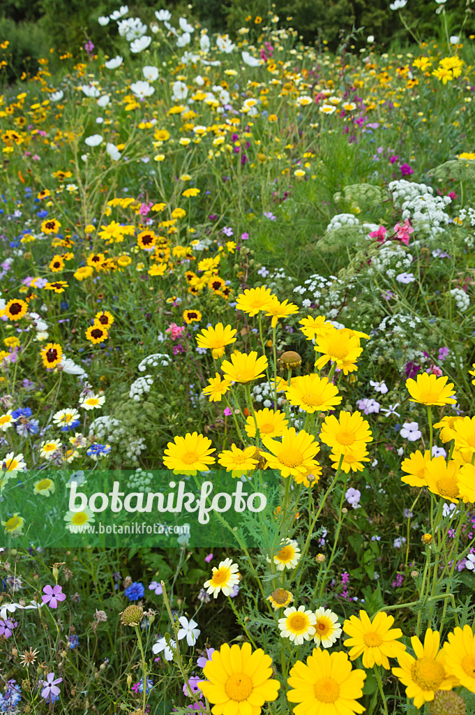 511216 - Colourful flower meadow