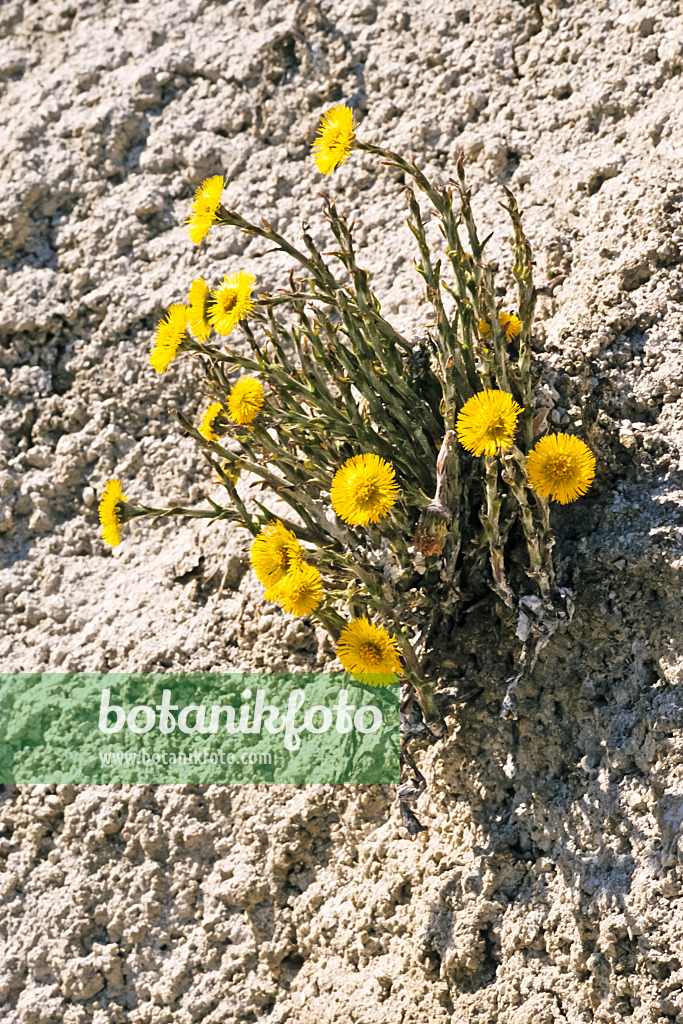 378006 - Coltsfoot (Tussilago farfara)