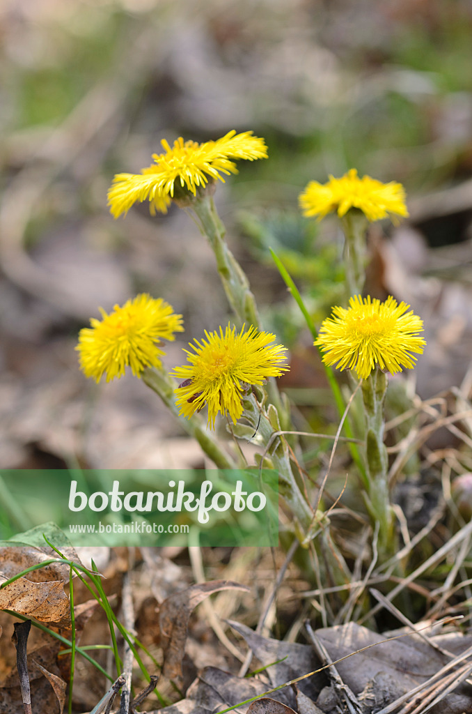 506053 - Coltsfoot (Tussilago farfara)