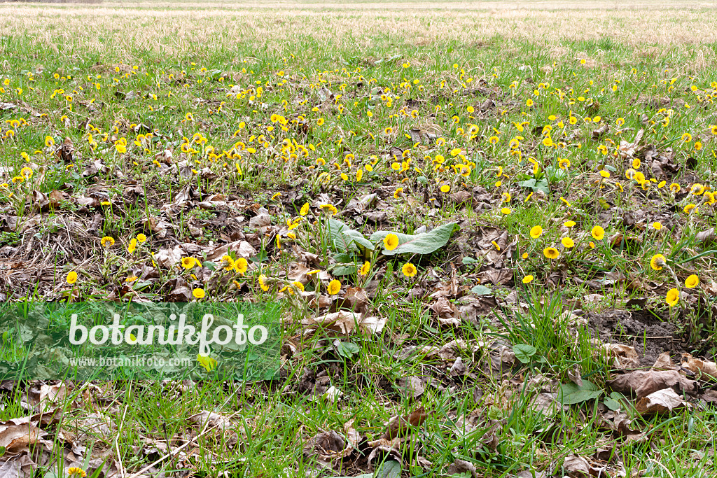 509201 - Coltsfoot (Tussilago farfara)