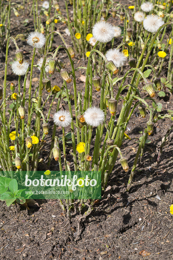 555121 - Coltsfoot (Tussilago farfara)