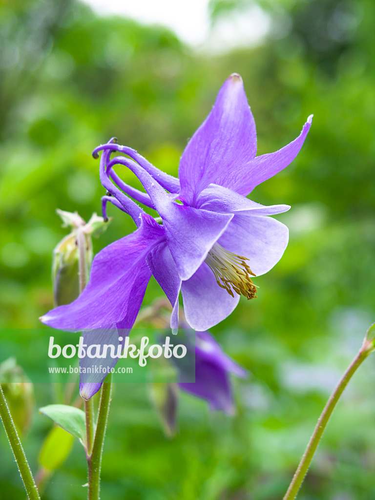 437397 - Columbine (Aquilegia)