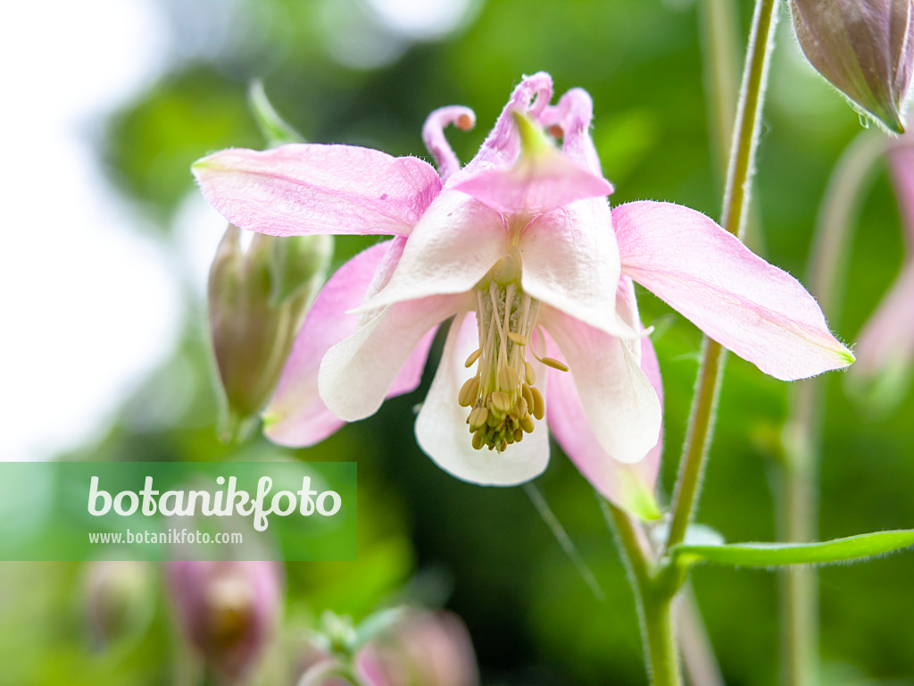 437398 - Columbine (Aquilegia)