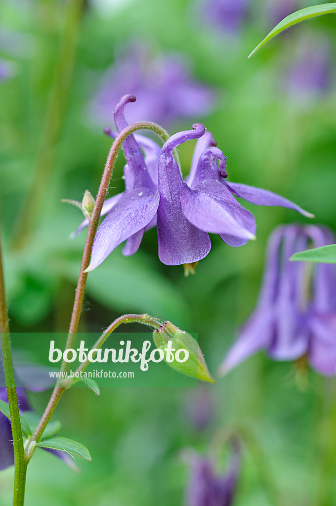 472143 - Columbine (Aquilegia)