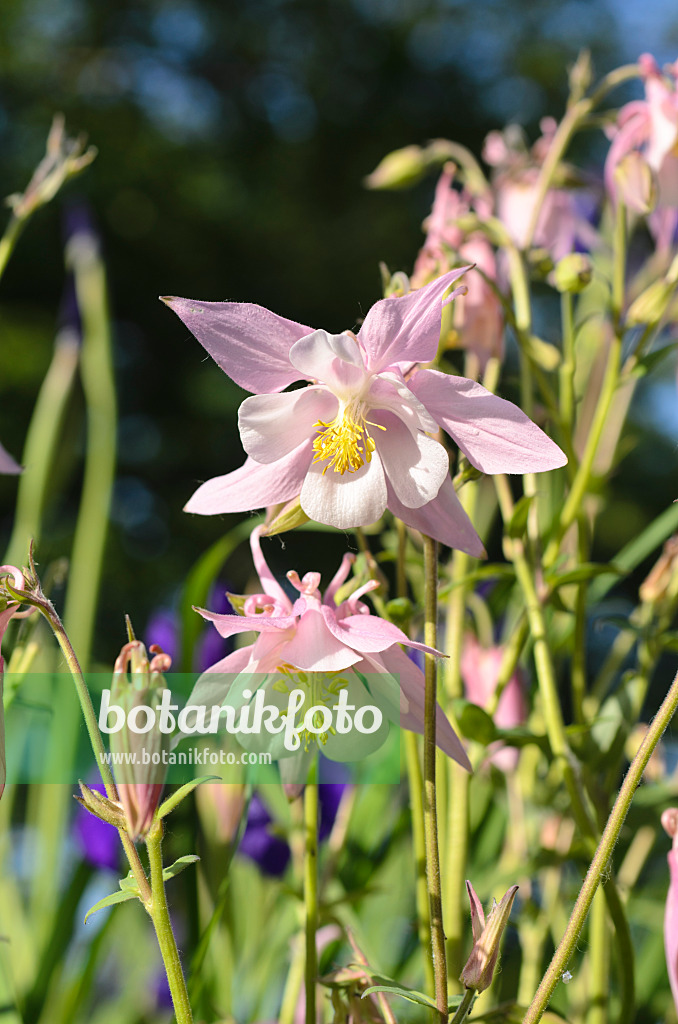 496262 - Columbine (Aquilegia)