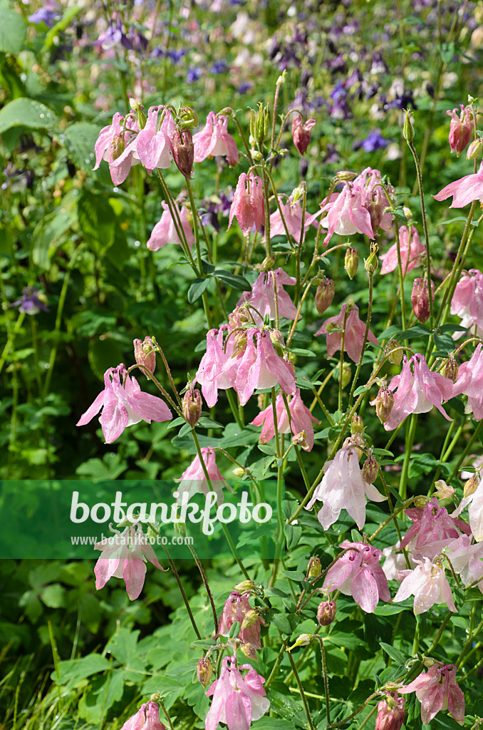 508072 - Columbine (Aquilegia)