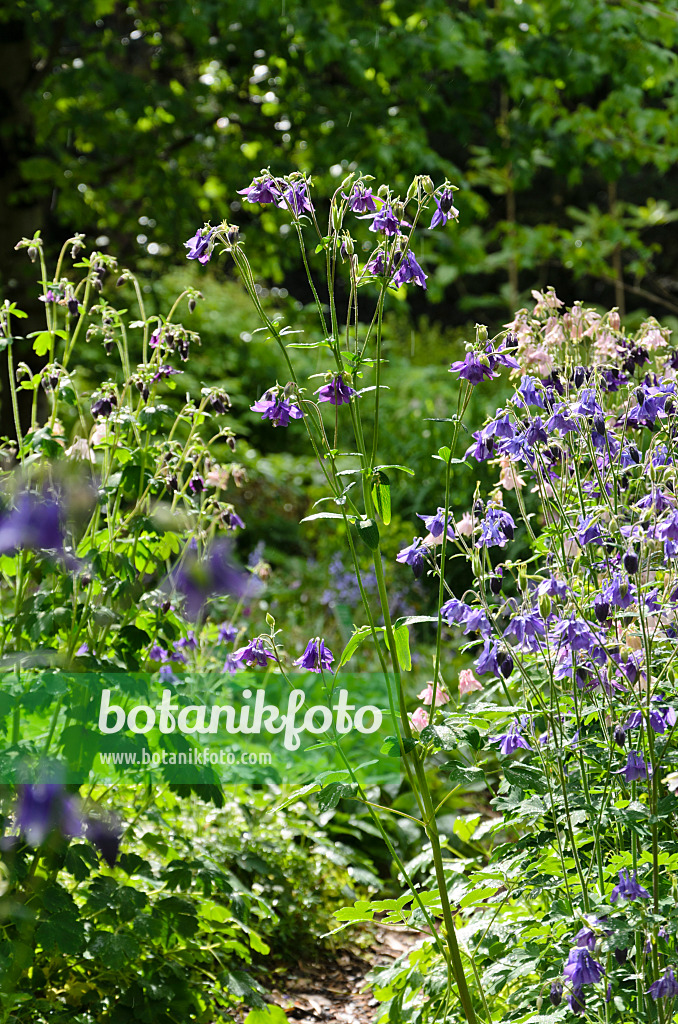 508073 - Columbine (Aquilegia)