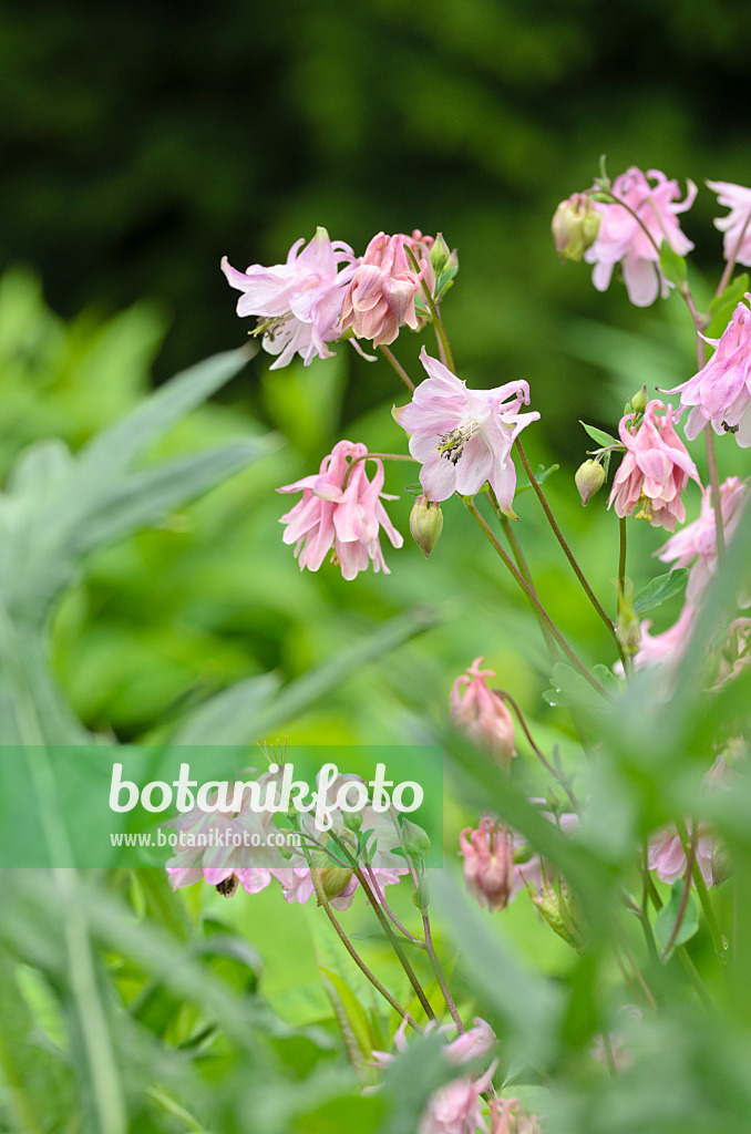 508139 - Columbine (Aquilegia)