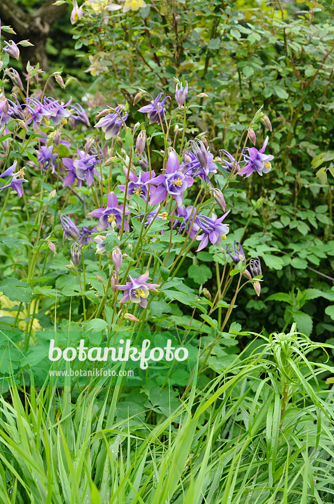 508140 - Columbine (Aquilegia)