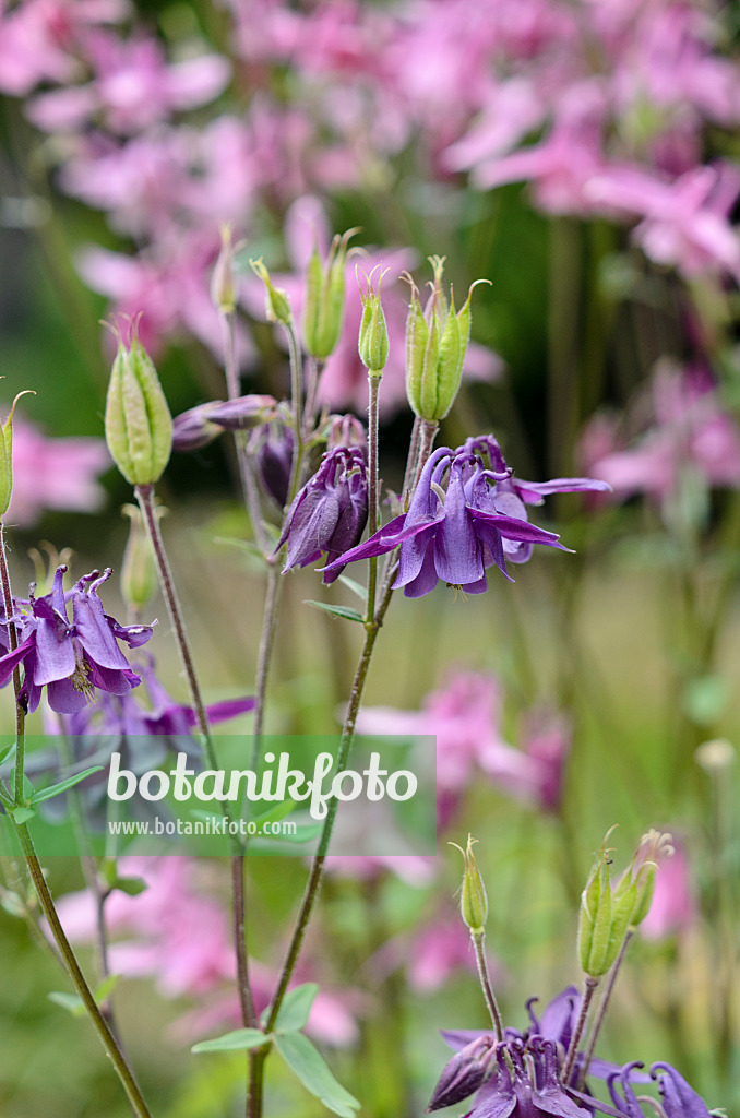 533225 - Columbine (Aquilegia)