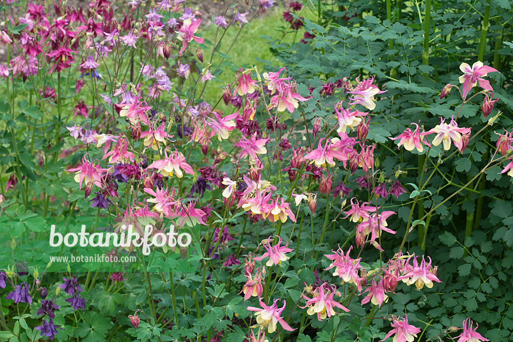 557006 - Columbine (Aquilegia)