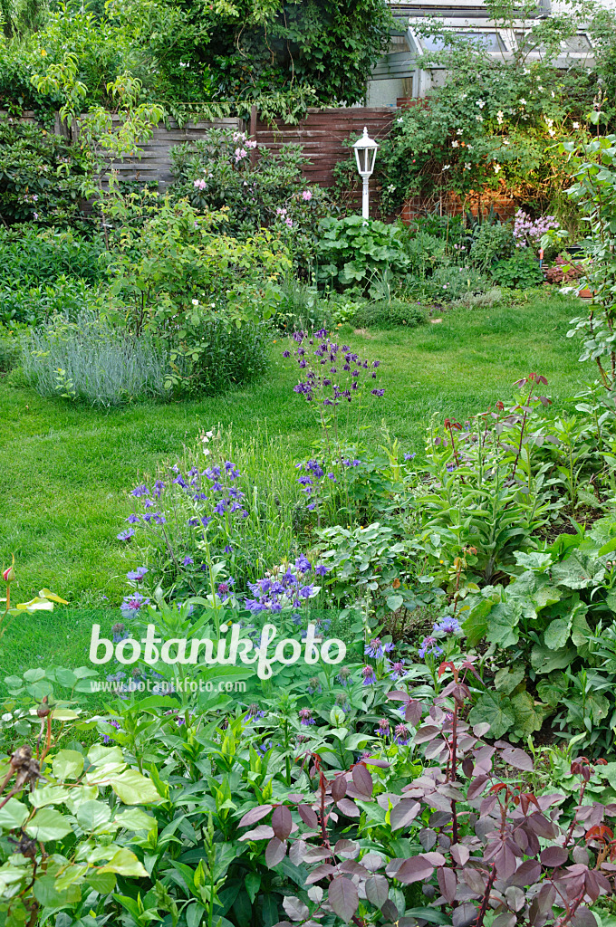 472257 - Columbine (Aquilegia), knapweed (Centaurea) and rose (Rosa)