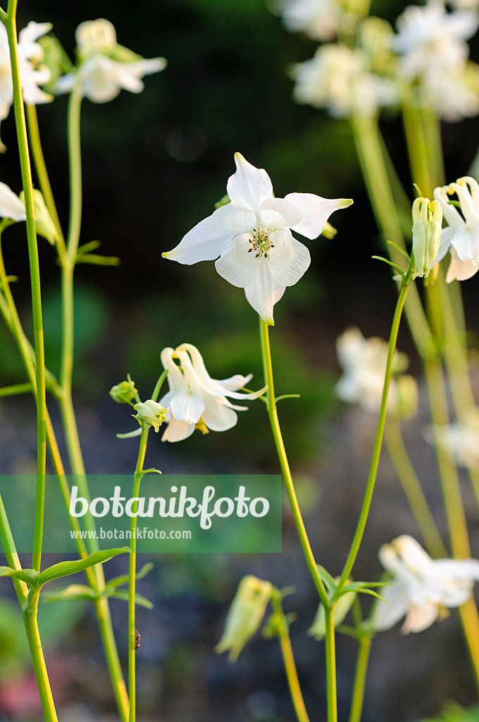 484274 - Columbine (Aquilegia kuhistanica)