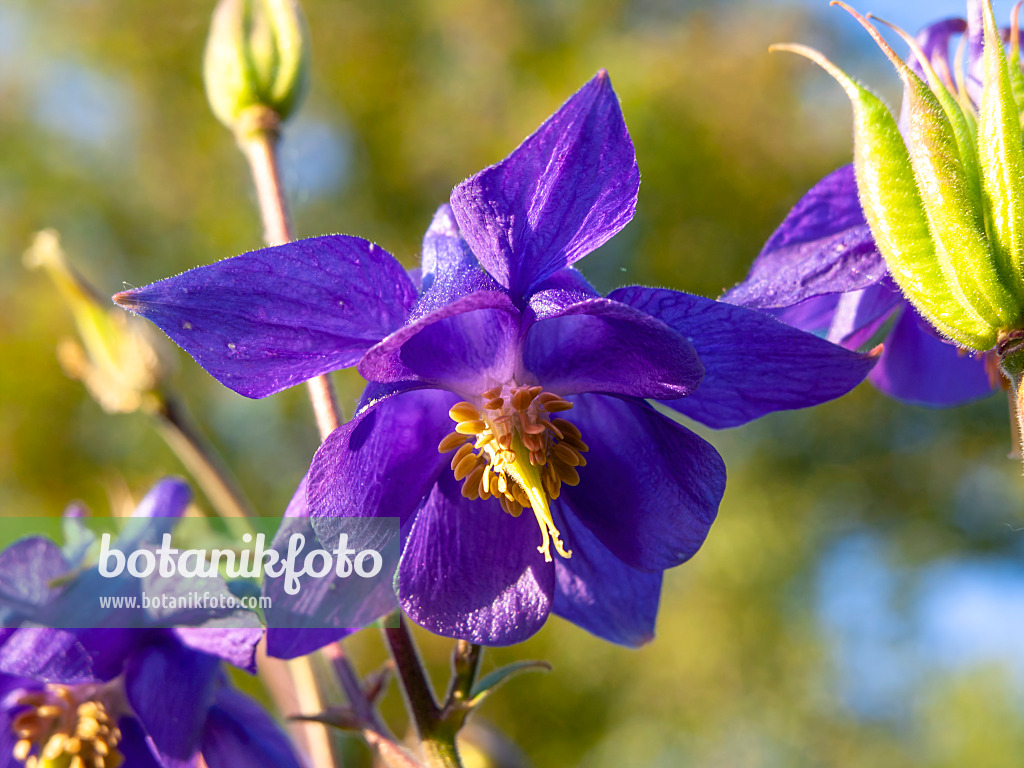 438168 - Columbine (Aquilegia olympica)