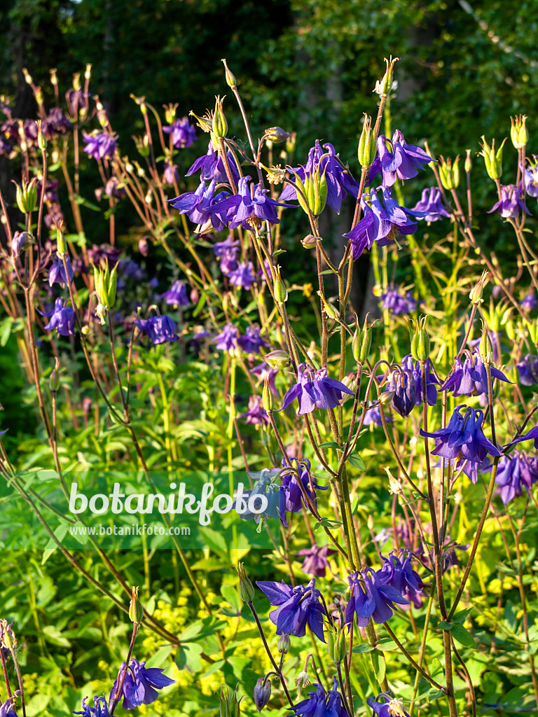 438169 - Columbine (Aquilegia olympica)