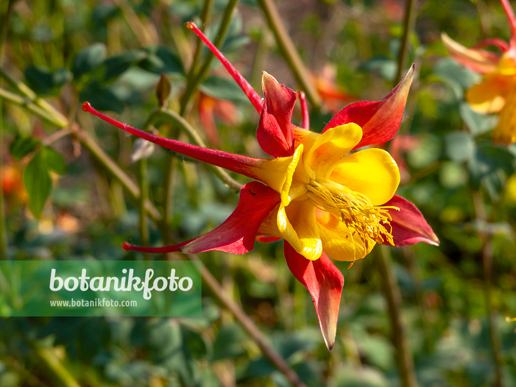 438295 - Columbine (Aquilegia skinneri)