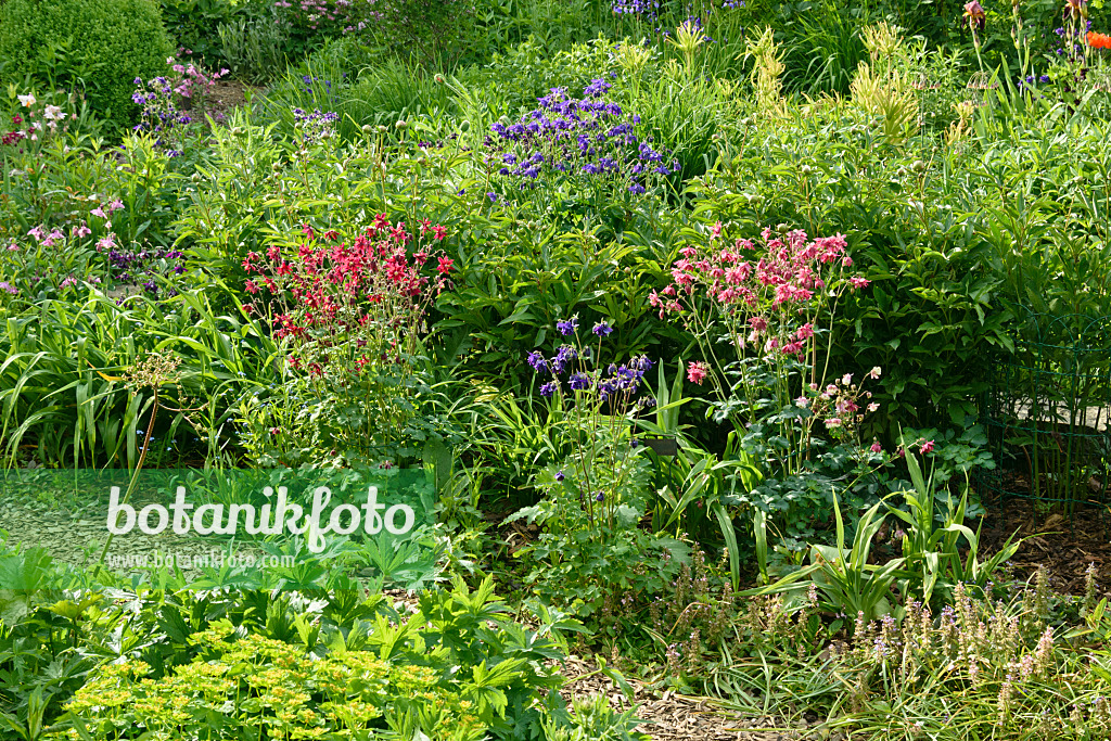 556070 - Columbines (Aquilegia)