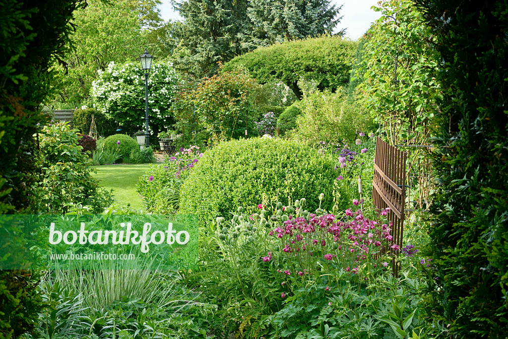 556067 - Columbines (Aquilegia) and boxwoods (Buxus) in a perennial garden