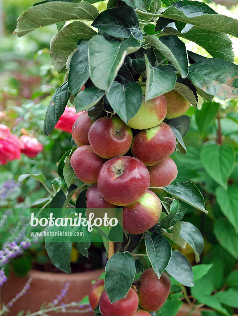 454033 - Columnar apple (Malus x domestica 'Ballerina Flamenco')