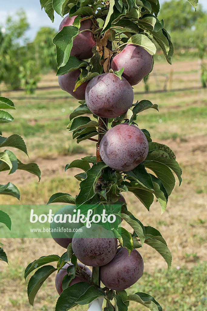 635131 - Columnar apple (Malus x domestica 'Starline Blue Moon')