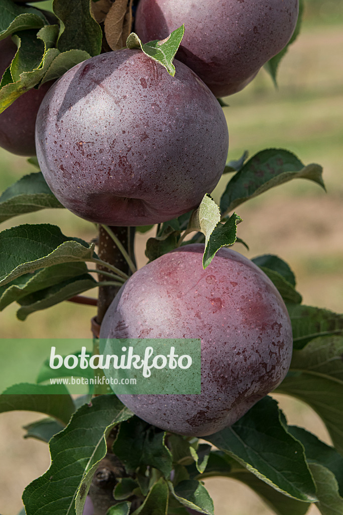 635132 - Columnar apple (Malus x domestica 'Starline Blue Moon')