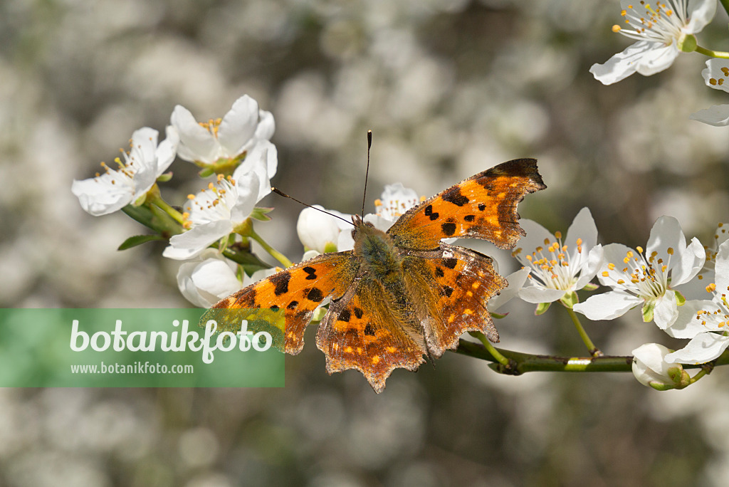 608027 - Comma (Polygonia c-album syn. Nymphalis c-album) and mirabelle (Prunus domestica subsp. syriaca)