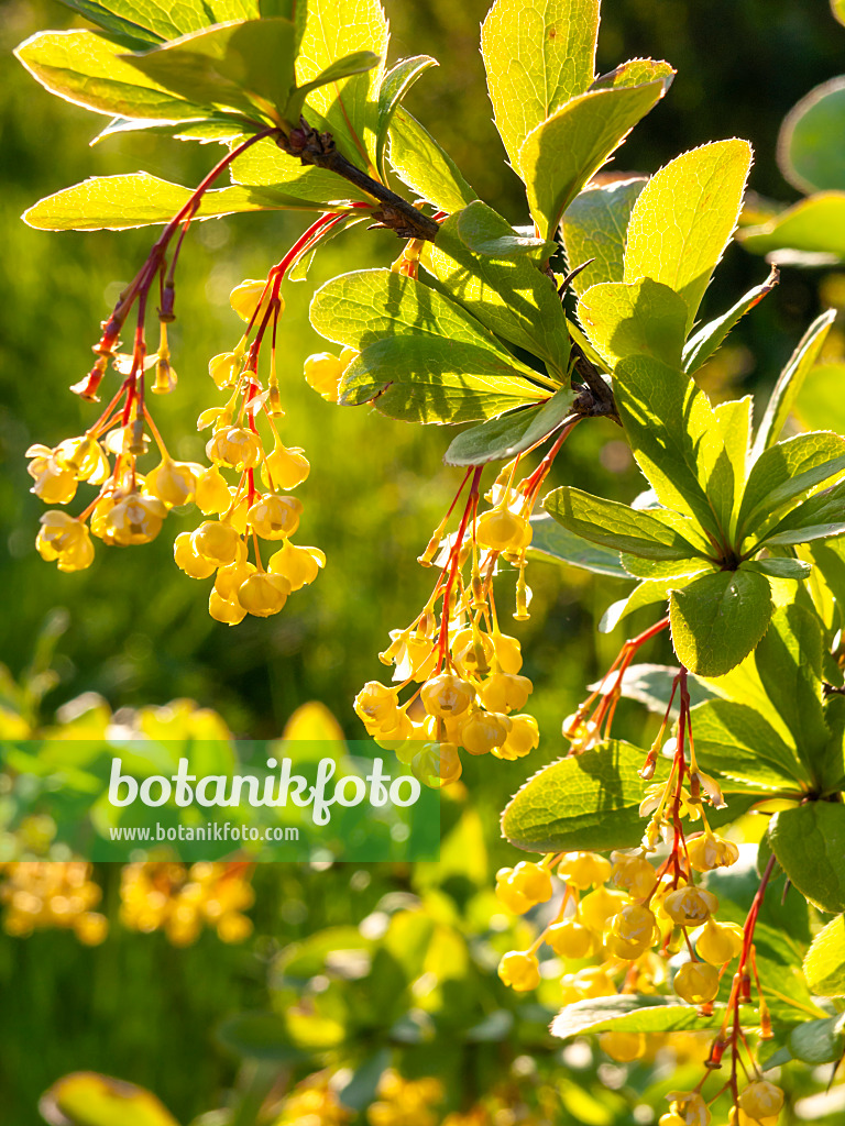 425057 - Common barberry (Berberis vulgaris)