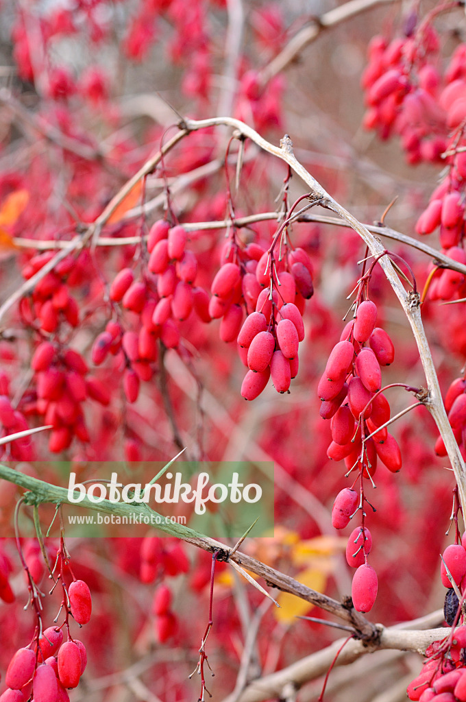 478088 - Common barberry (Berberis vulgaris) 478088 - Common barberry (Berberis vulgaris)