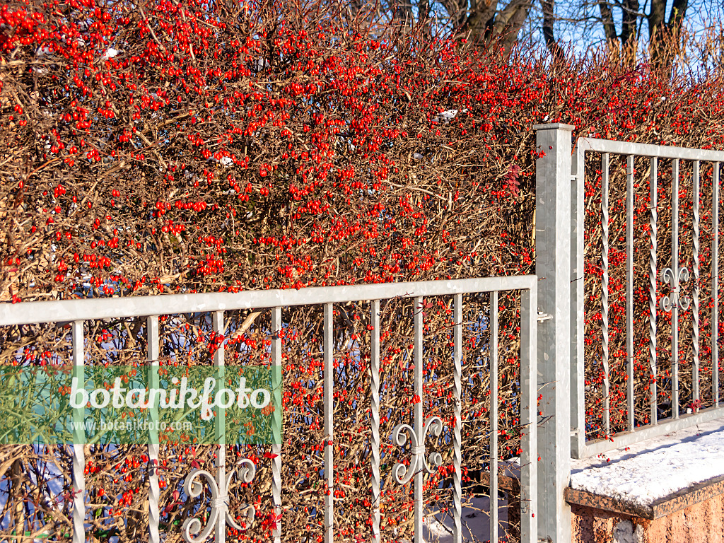 515011 - Common barberry (Berberis vulgaris) at a garden fence