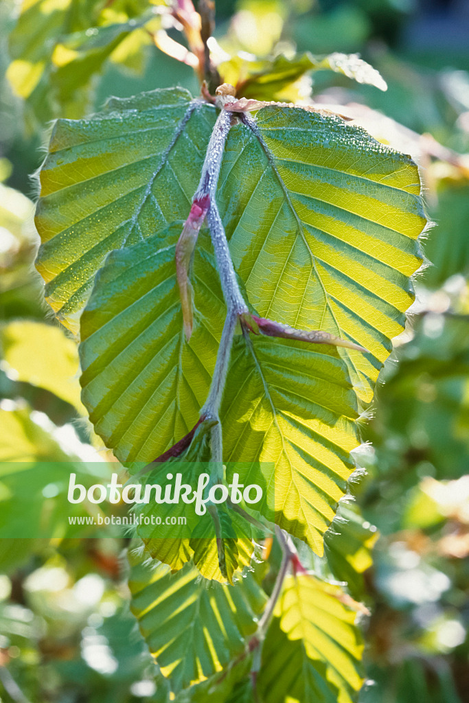 428251 - Common beech (Fagus sylvatica)