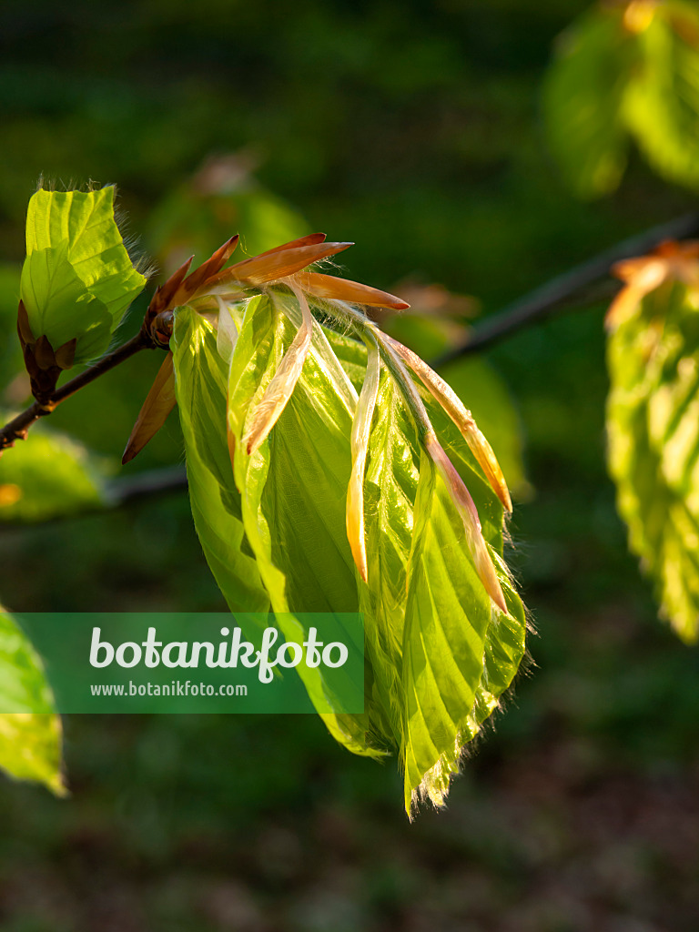 459031 - Common beech (Fagus sylvatica)