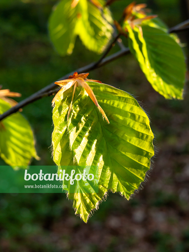 459032 - Common beech (Fagus sylvatica)