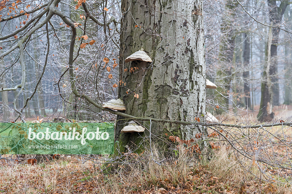 625210 - Common beech (Fagus sylvatica) and tinder fungus (Fomes fomentarius)