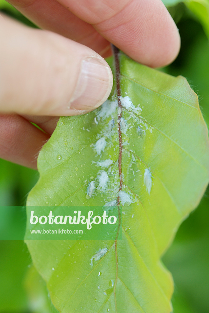 472175 - Common beech (Fagus sylvatica) with mealybugs