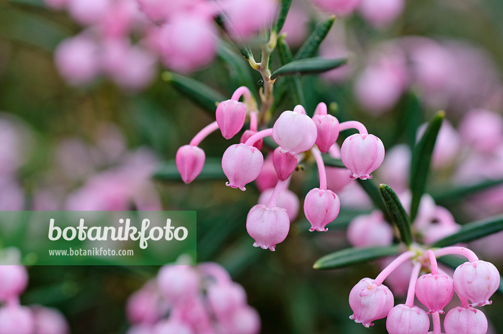 483363 - Common bog rosemary (Andromeda polifolia)