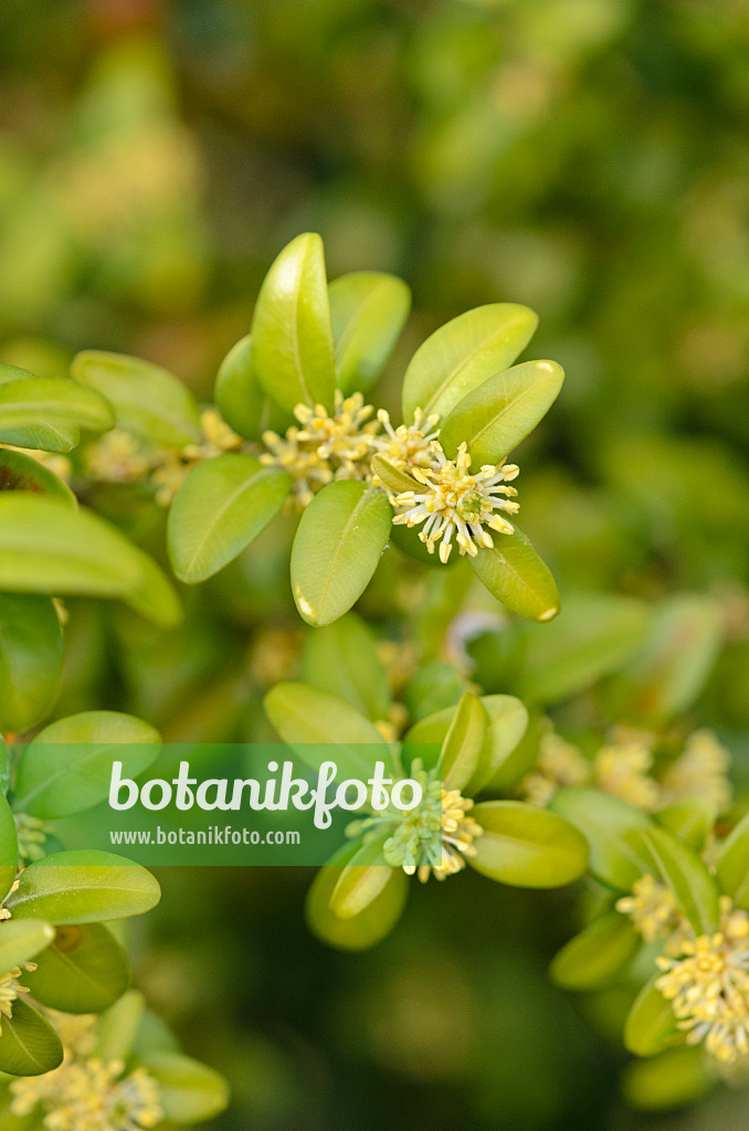 519059 - Common boxwood (Buxus sempervirens)