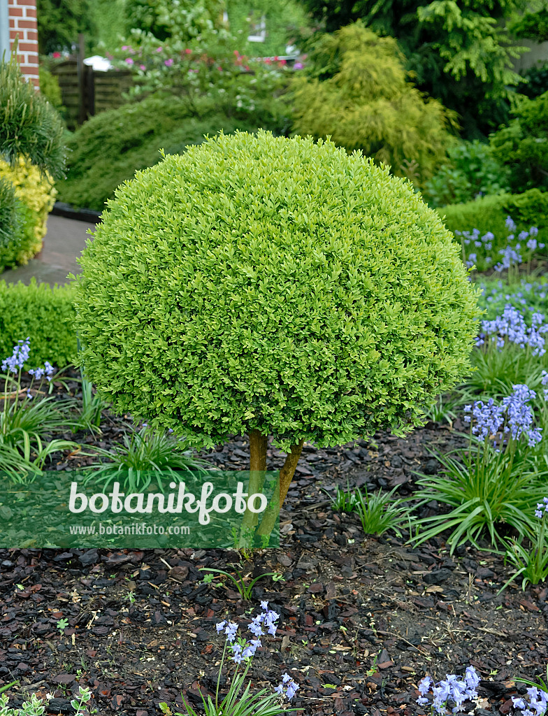 471368 - Common boxwood (Buxus sempervirens 'Arborescens') with spherical shape