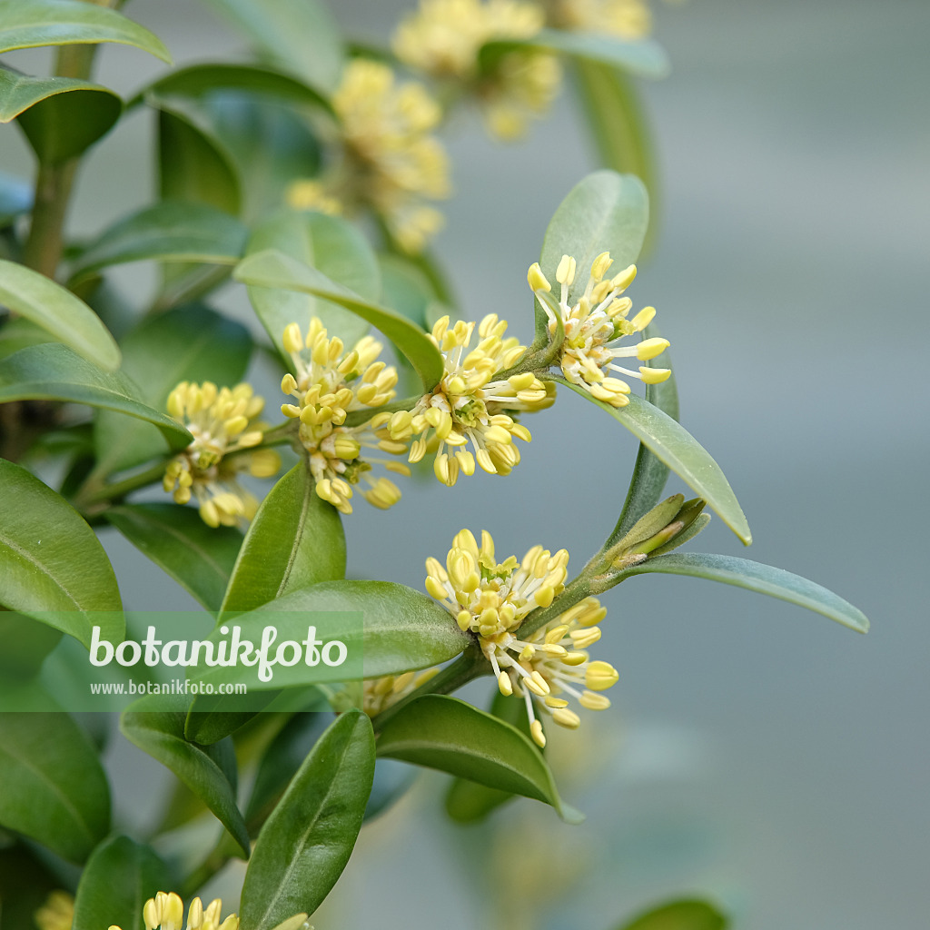 616172 - Common boxwood (Buxus sempervirens 'Arborescens')