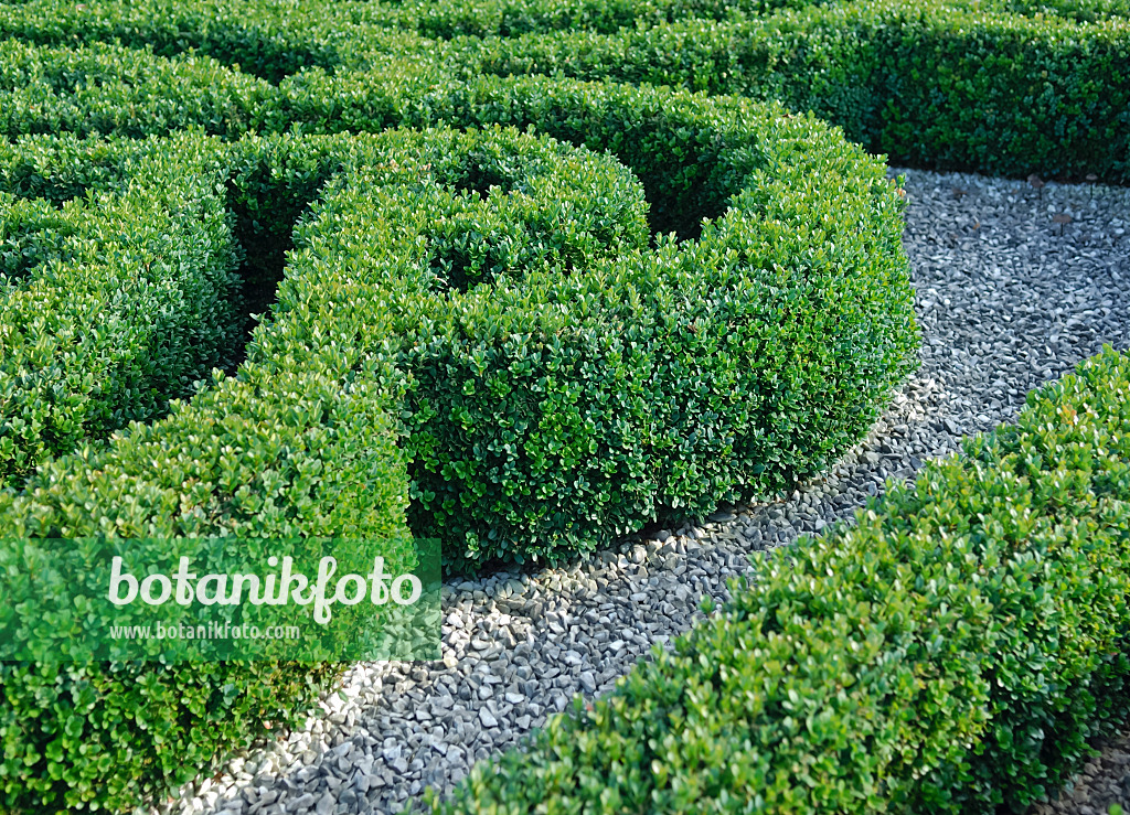 471366 - Common boxwood (Buxus sempervirens 'Blauer Heinz')